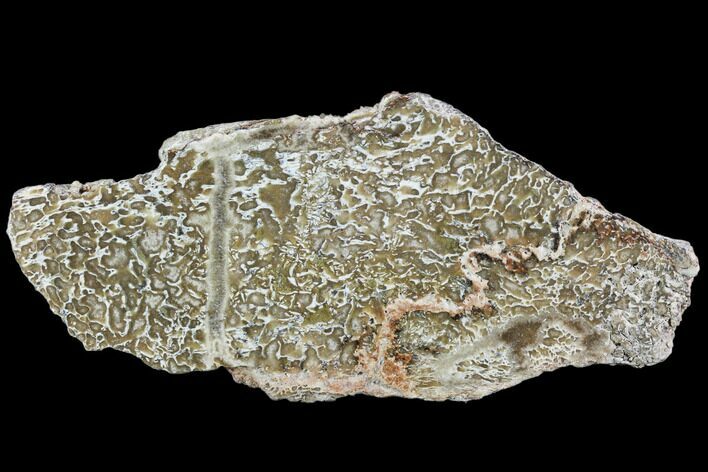 Polished Dinosaur Bone (Gembone) Section - Morocco #107008